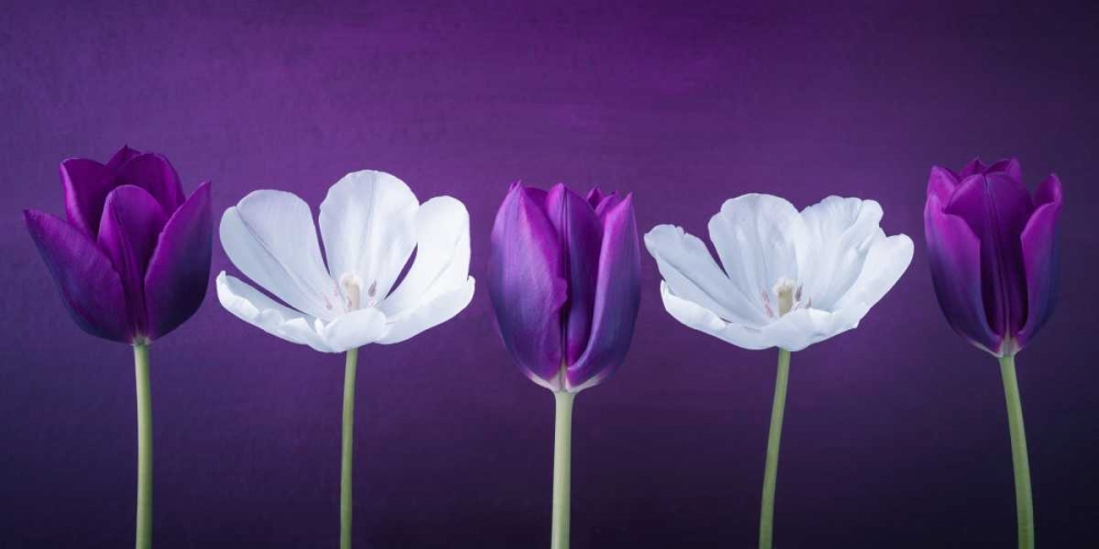 AF20120424 Tulips 351C13 art print by Assaf Frank for $57.95 CAD