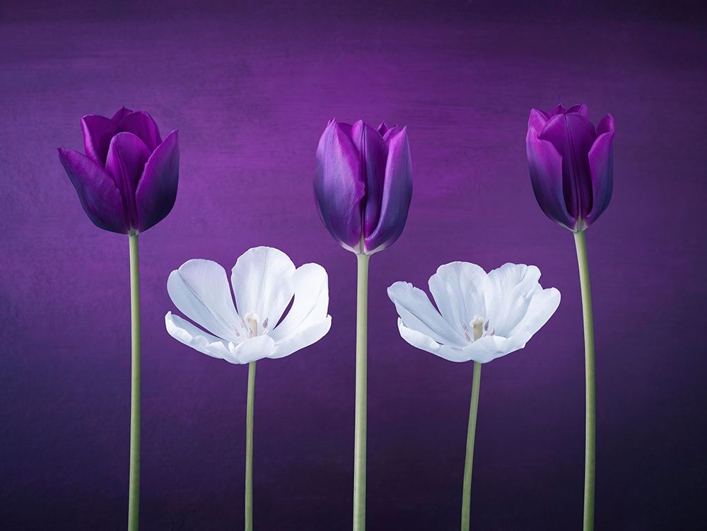 Tulip flowers in a row art print by Assaf Frank for $57.95 CAD