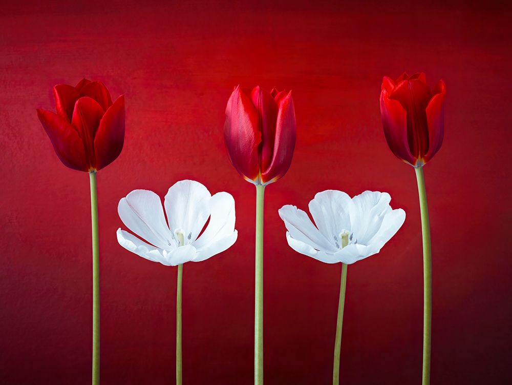 Tulip flowers in a row art print by Assaf Frank for $57.95 CAD