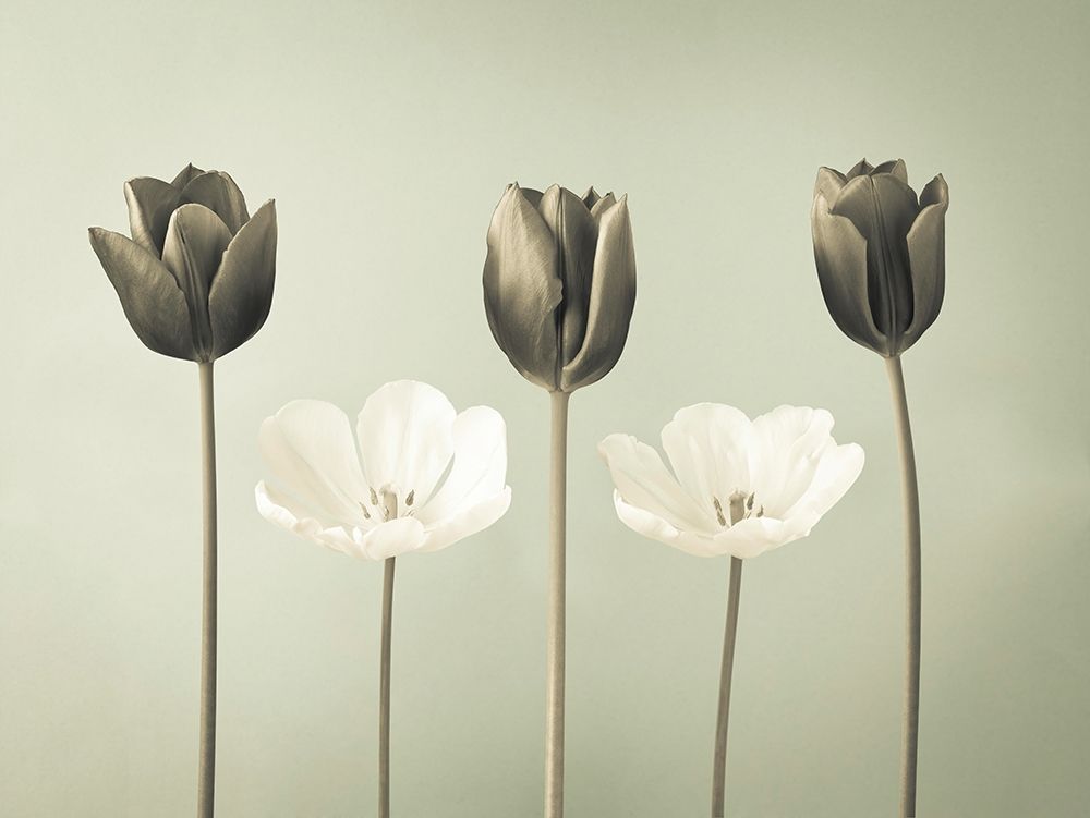 Tulip flowers in a row art print by Assaf Frank for $57.95 CAD