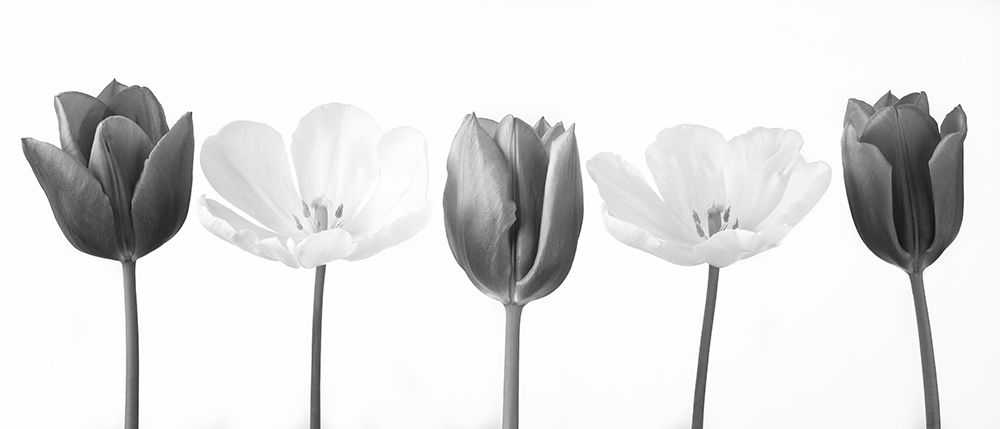 Five tulips in a row, FTBR-1820 art print by Assaf Frank for $57.95 CAD
