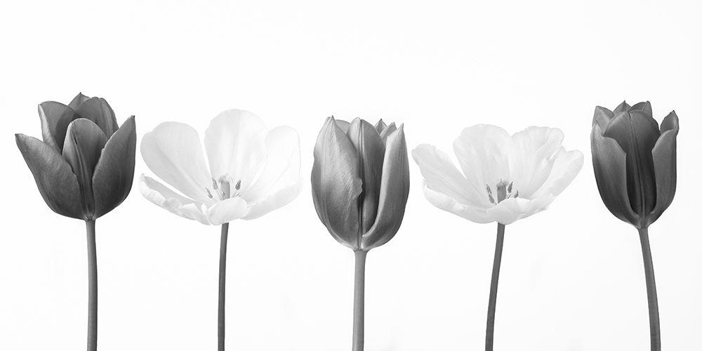 Five tulips in a row, FTBR-1842 art print by Assaf Frank for $57.95 CAD