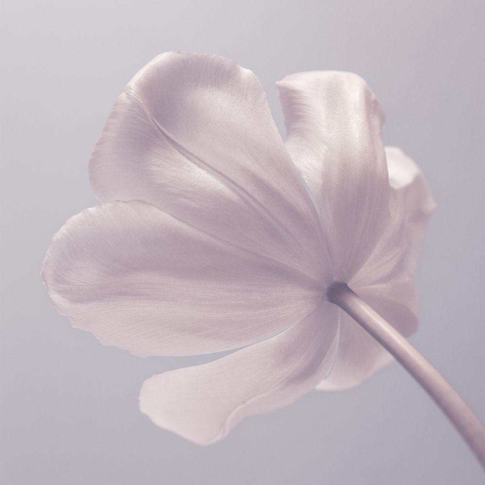 Tulip flower - Closeup art print by Assaf Frank for $57.95 CAD
