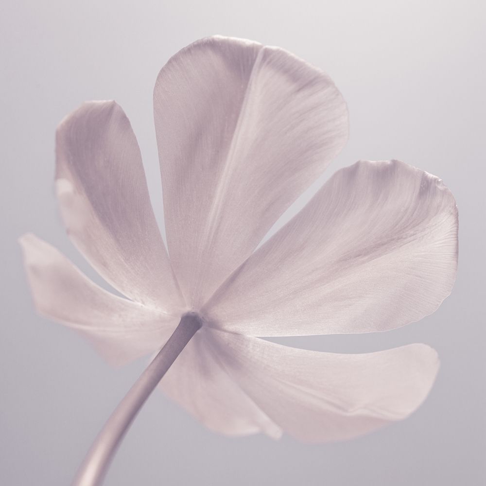 Tulip flower - Closeup art print by Assaf Frank for $57.95 CAD