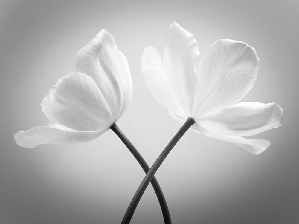 Two Tulip flowers crossed, FTBR-1821 art print by Assaf Frank for $57.95 CAD