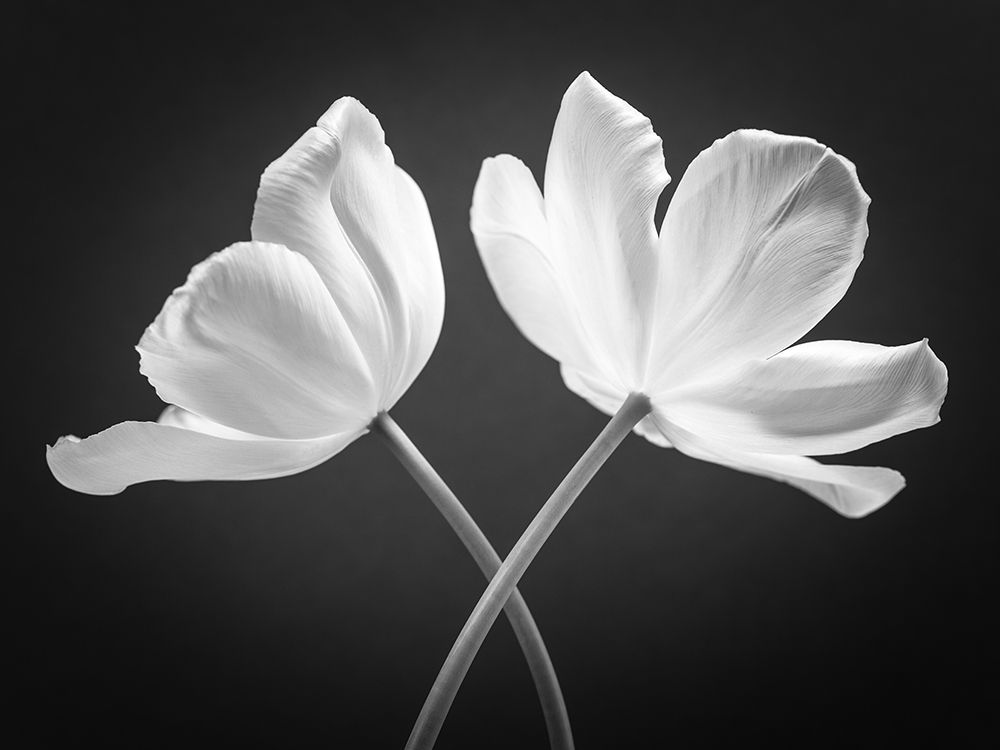 Two Tulip flowers crossed, FTBR-1822 art print by Assaf Frank for $57.95 CAD