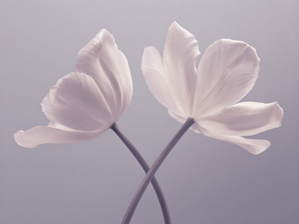 Two Tulip flowers art print by Assaf Frank for $57.95 CAD