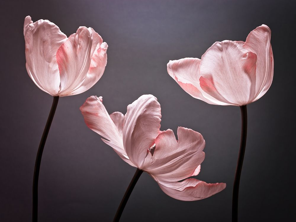 Three Tulips, FTBR-1823 art print by Assaf Frank for $57.95 CAD