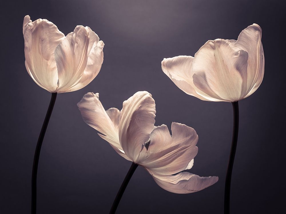 Three Tulips, FTBR-1824 art print by Assaf Frank for $57.95 CAD
