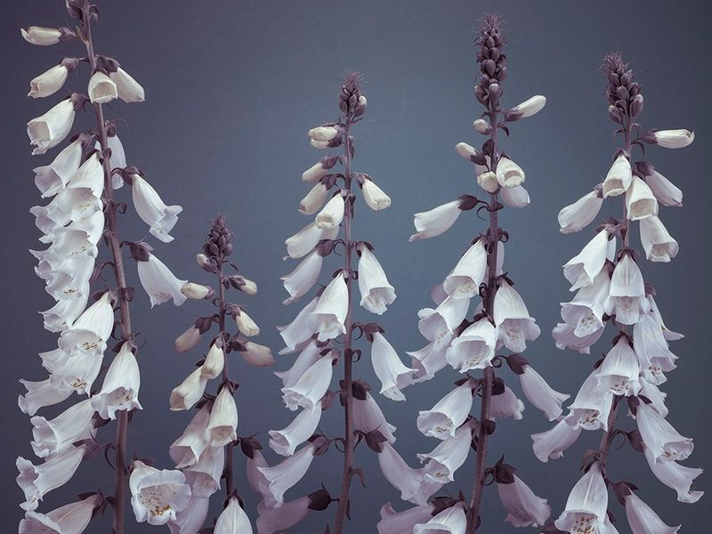 Foxglove flowers art print by Assaf Frank for $57.95 CAD
