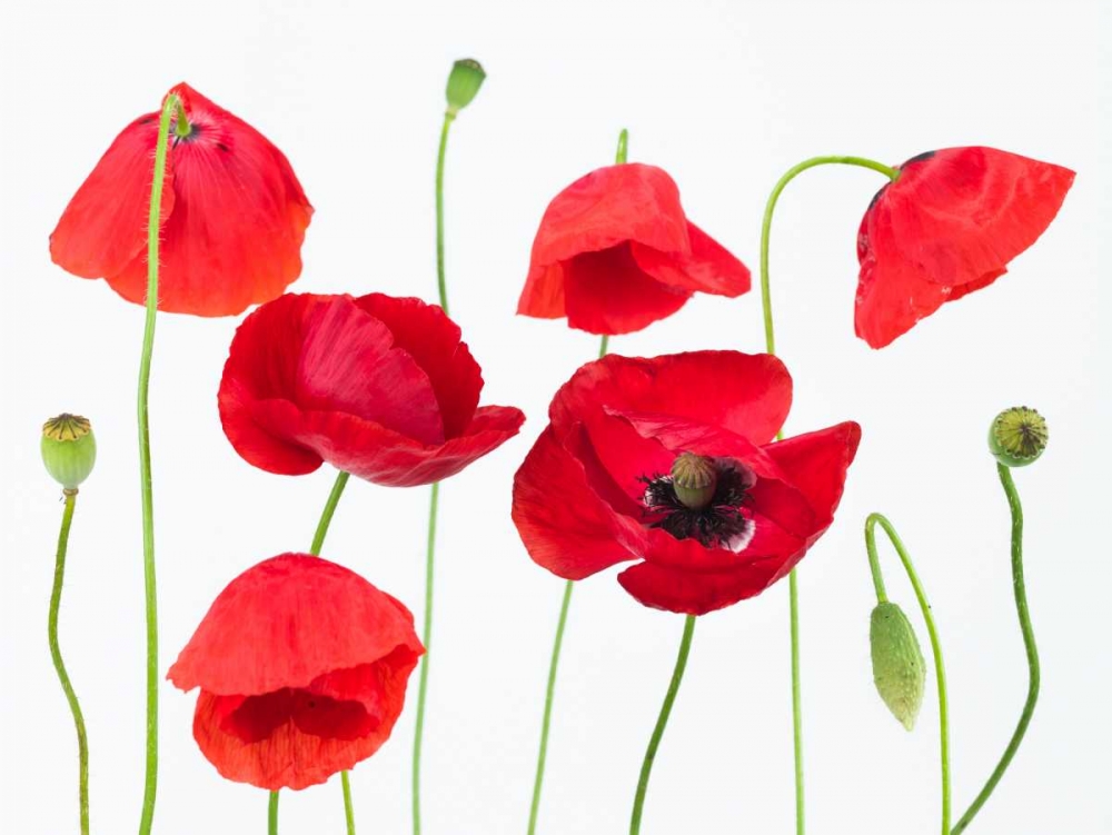Poppy flowers on white background art print by Assaf Frank for $57.95 CAD