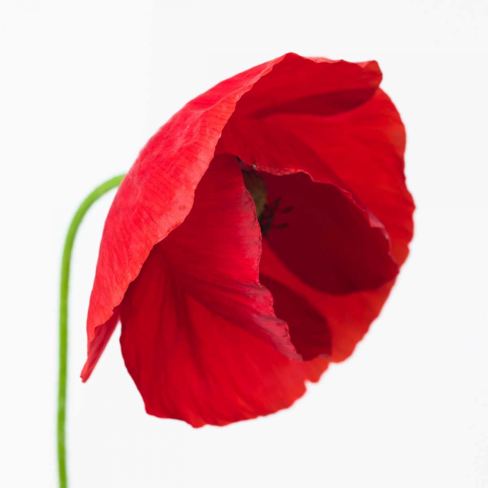 Poppy flower art print by Assaf Frank for $57.95 CAD