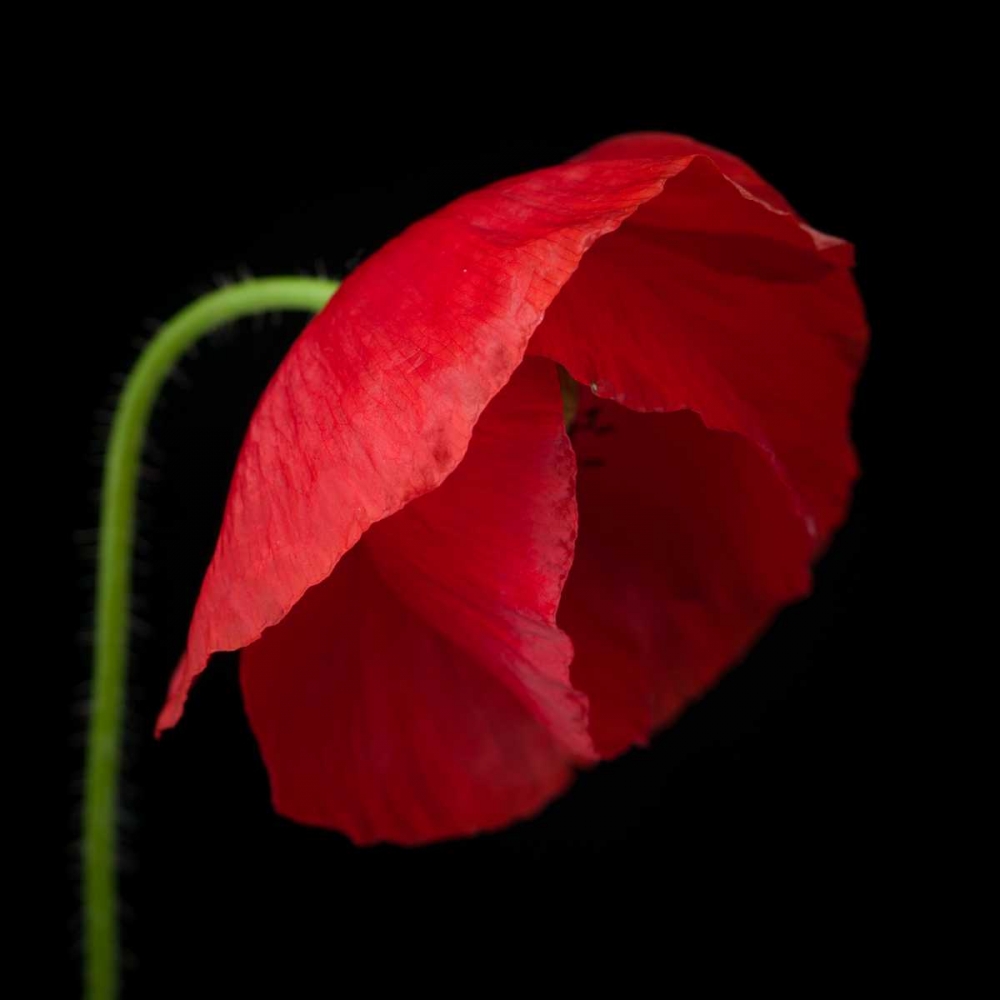 Poppy flower art print by Assaf Frank for $57.95 CAD