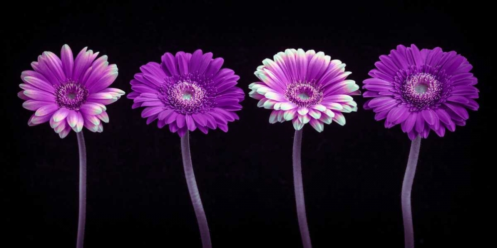 AF20120902 Gerberas 059C10 art print by Assaf Frank for $57.95 CAD