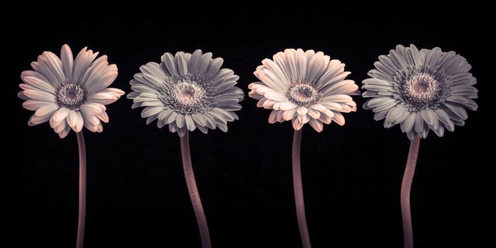 AF20120902 Gerberas 059C12 art print by Assaf Frank for $57.95 CAD