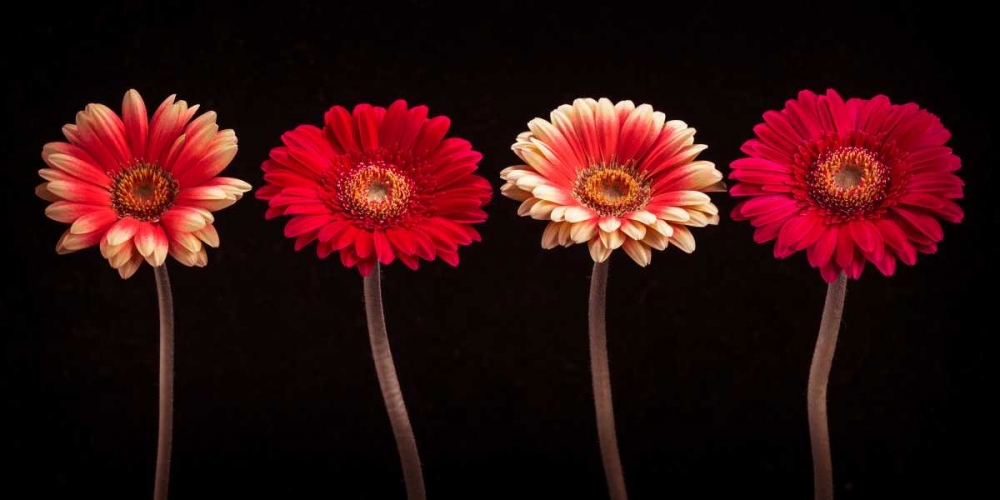 AF20120902 Gerberas 059C14 art print by Assaf Frank for $57.95 CAD
