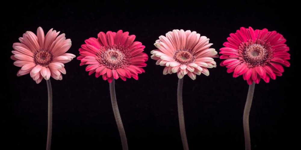 AF20120902 Gerberas 059C16 art print by Assaf Frank for $57.95 CAD