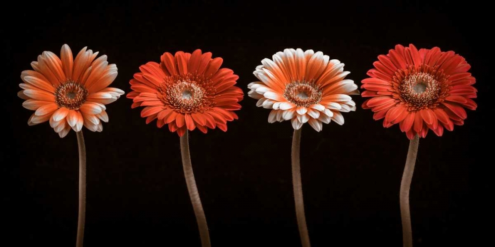 AF20120902 Gerberas 059C18 art print by Assaf Frank for $57.95 CAD