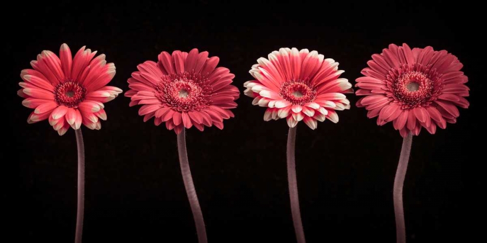 AF20120902 Gerberas 059C22 art print by Assaf Frank for $57.95 CAD