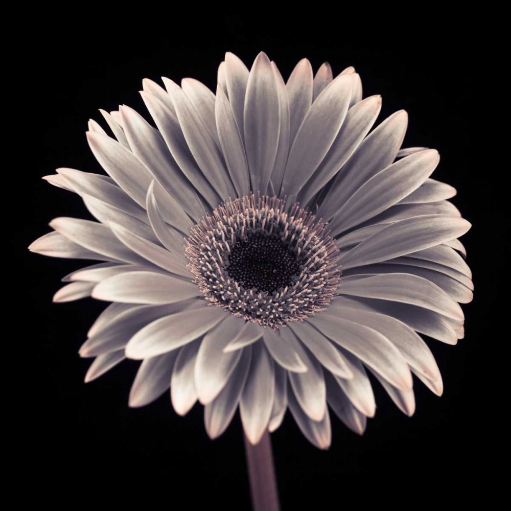 AF20120911 Gerbera 015C01 art print by Assaf Frank for $57.95 CAD