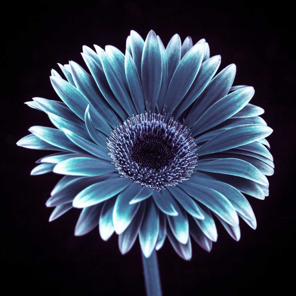 AF20120911 Gerbera 015C18 art print by Assaf Frank for $57.95 CAD
