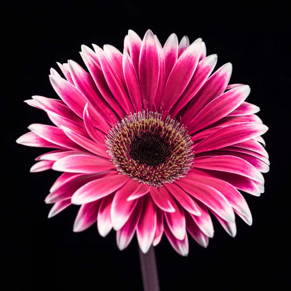 AF20120911 Gerbera 015C19 art print by Assaf Frank for $57.95 CAD