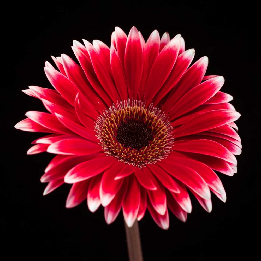 AF20120911 Gerbera 015C20 art print by Assaf Frank for $57.95 CAD