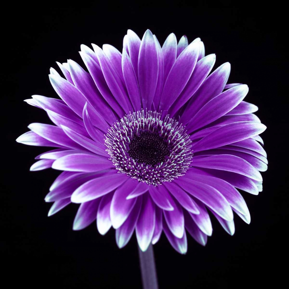 AF20120911 Gerbera 015C21 art print by Assaf Frank for $57.95 CAD