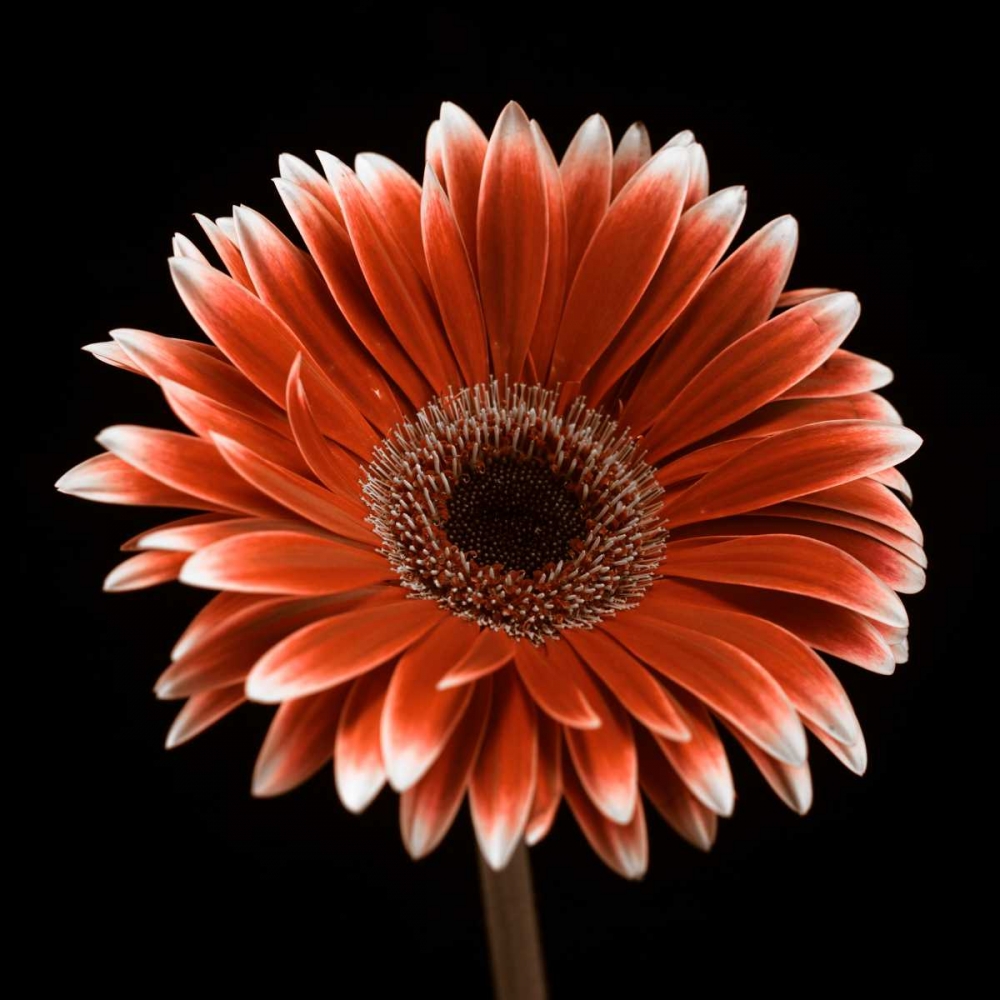 AF20120911 Gerbera 015C22 art print by Assaf Frank for $57.95 CAD
