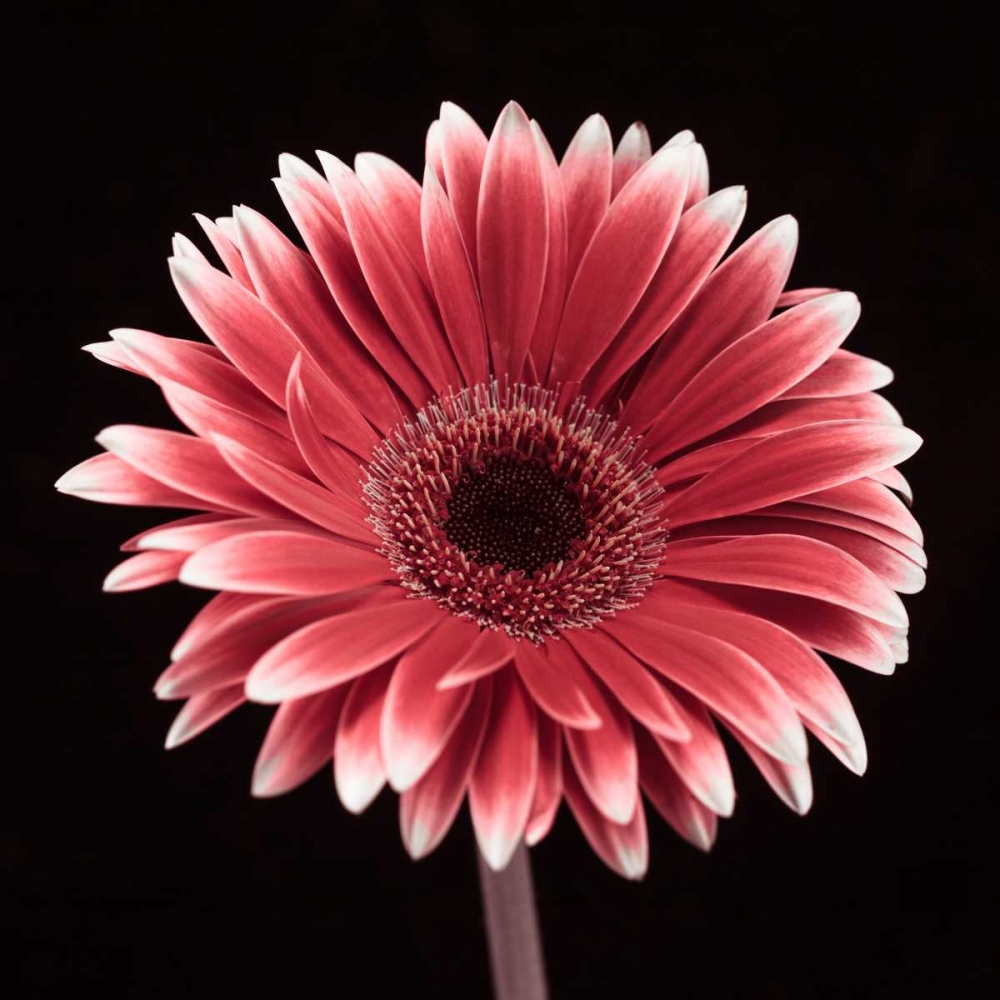 AF20120911 Gerbera 015C23 art print by Assaf Frank for $57.95 CAD