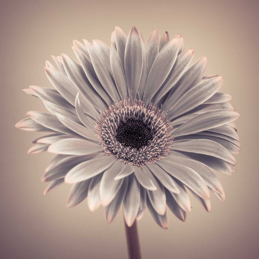 AF20120911 Gerbera 029C01 art print by Assaf Frank for $57.95 CAD