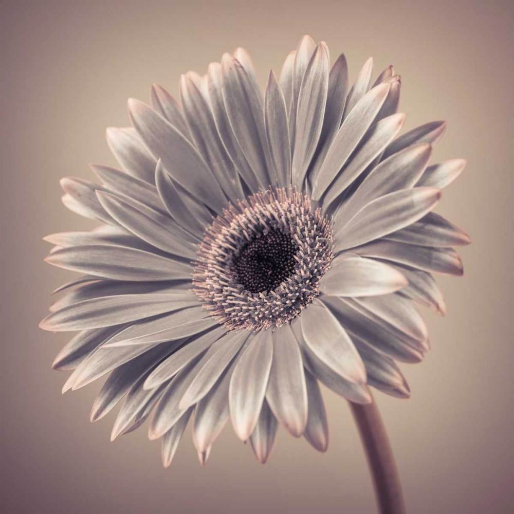 AF20120911 Gerbera 034C01 art print by Assaf Frank for $57.95 CAD
