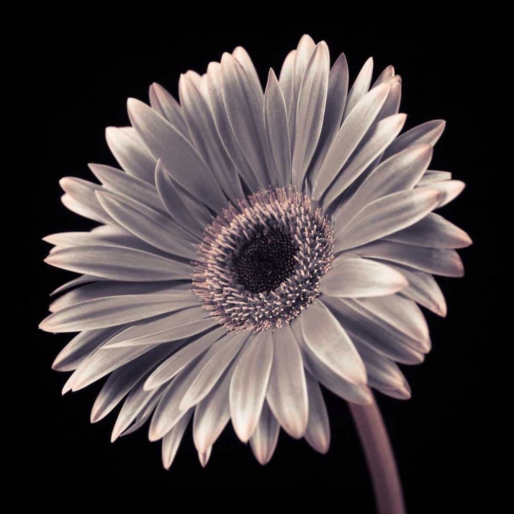 AF20120911 Gerbera 036C01 art print by Assaf Frank for $57.95 CAD
