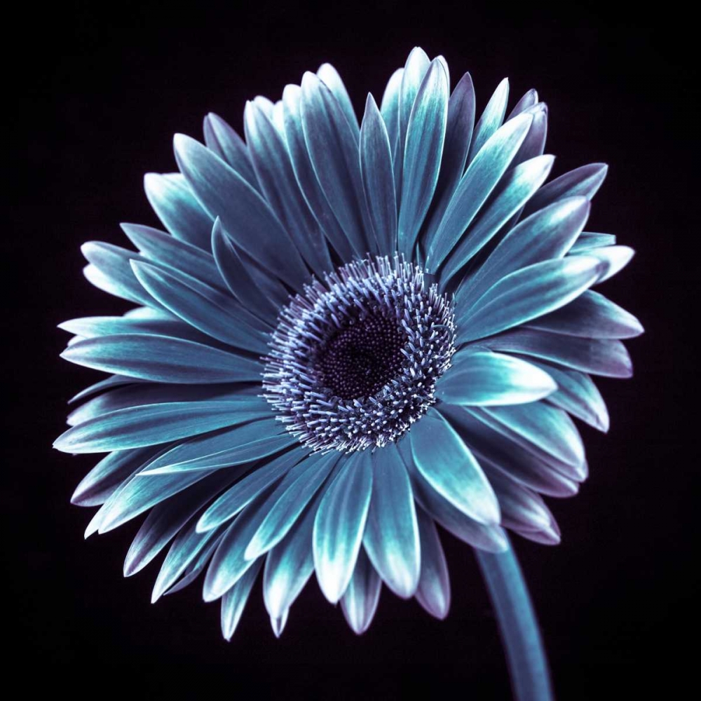 AF20120911 Gerbera 036C18 art print by Assaf Frank for $57.95 CAD