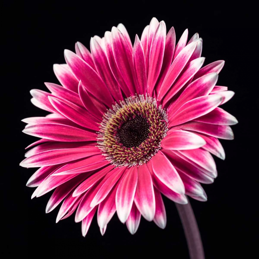 AF20120911 Gerbera 036C19 art print by Assaf Frank for $57.95 CAD
