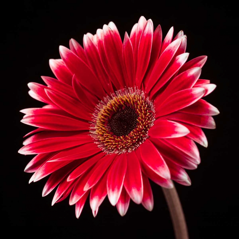 AF20120911 Gerbera 036C20 art print by Assaf Frank for $57.95 CAD