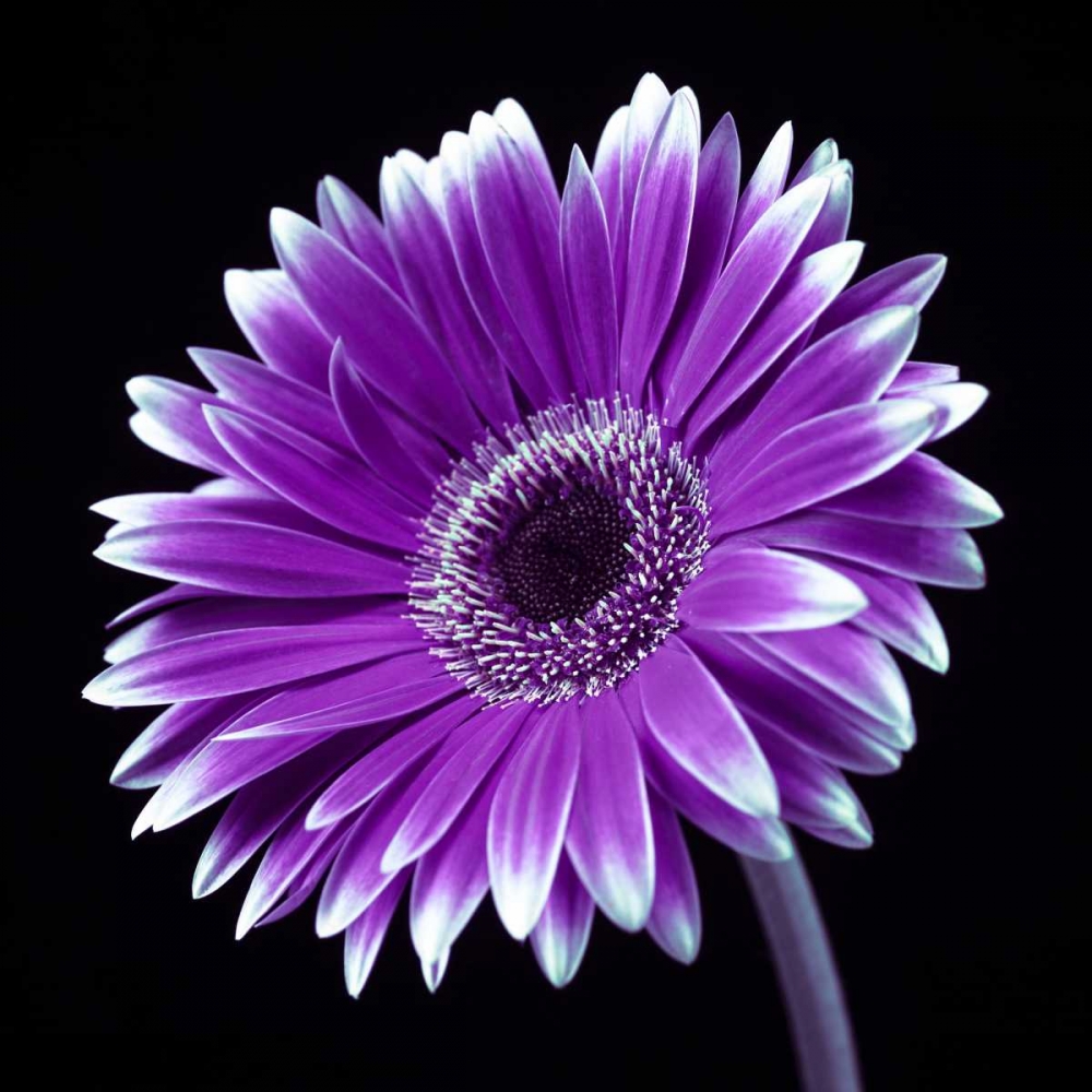 AF20120911 Gerbera 036C21 art print by Assaf Frank for $57.95 CAD