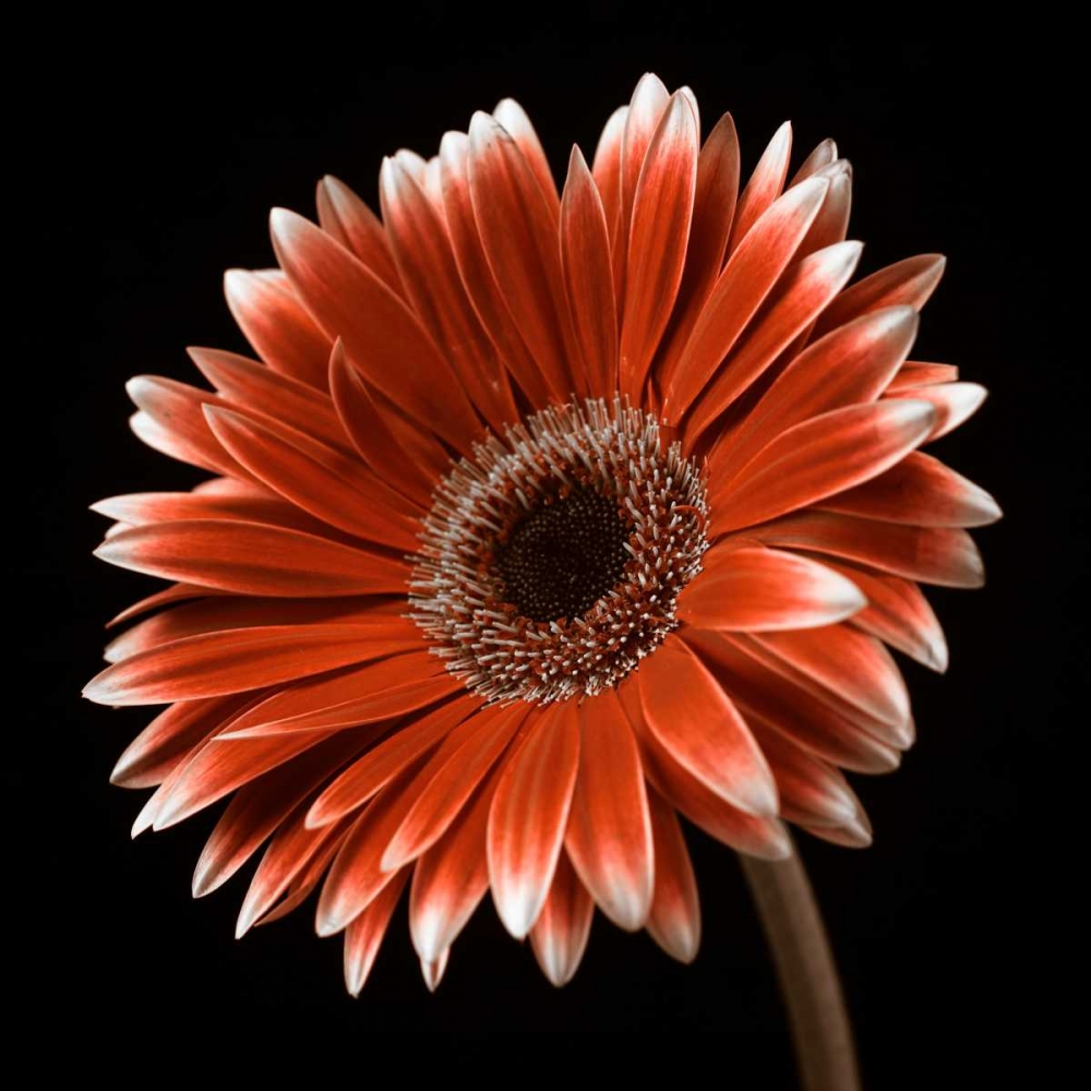 AF20120911 Gerbera 036C22 art print by Assaf Frank for $57.95 CAD
