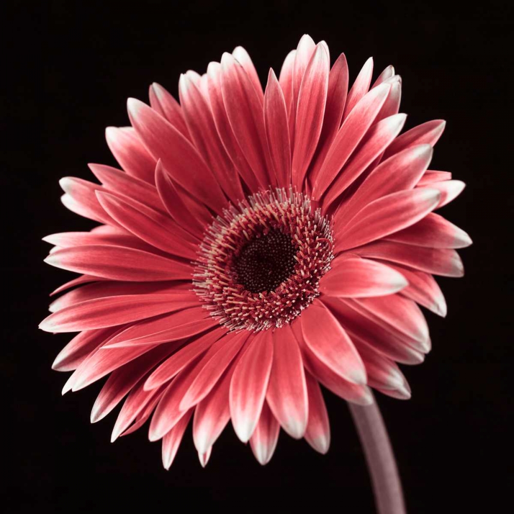AF20120911 Gerbera 036C23 art print by Assaf Frank for $57.95 CAD