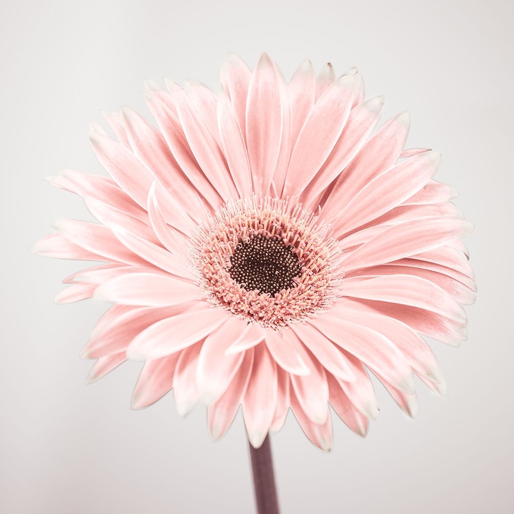 Gerbera Flower - FTBR-1926 art print by Assaf Frank for $57.95 CAD