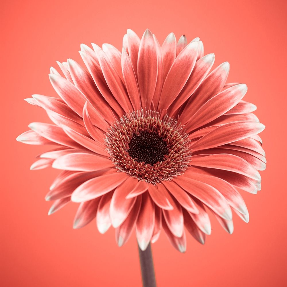 Gerbera Flower - FTBR-1930 art print by Assaf Frank for $57.95 CAD