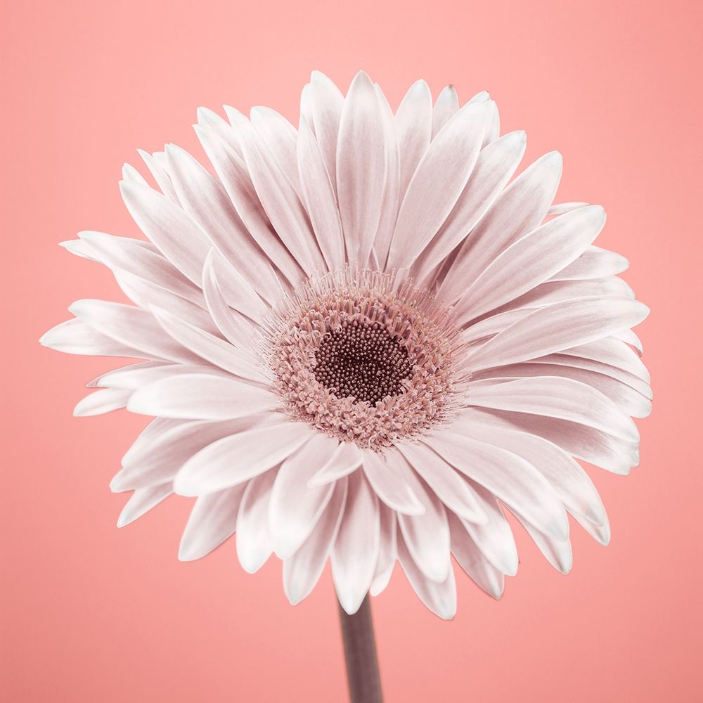 Gerbera Flower - FTBR-1928 art print by Assaf Frank for $57.95 CAD