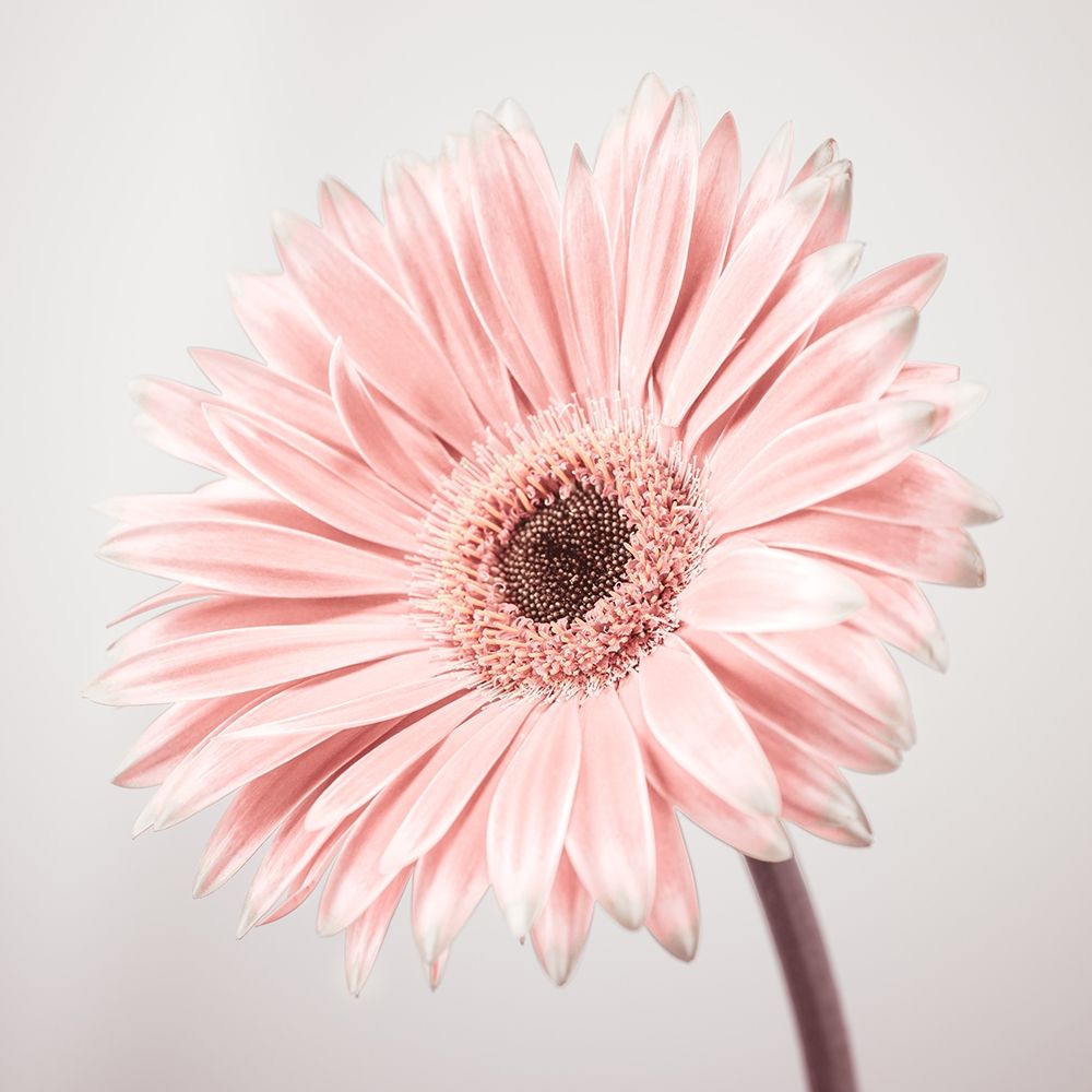 Gerbera Flower - FTBR-1927 art print by Assaf Frank for $57.95 CAD
