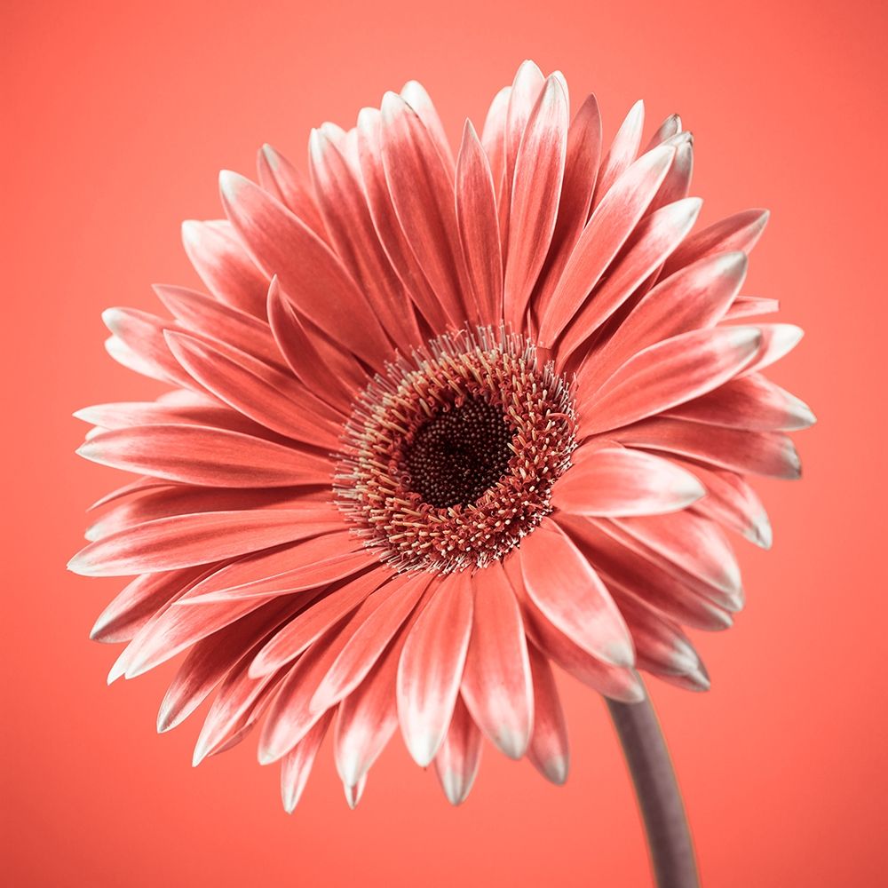 Gerbera Flower - FTBR-1931 art print by Assaf Frank for $57.95 CAD
