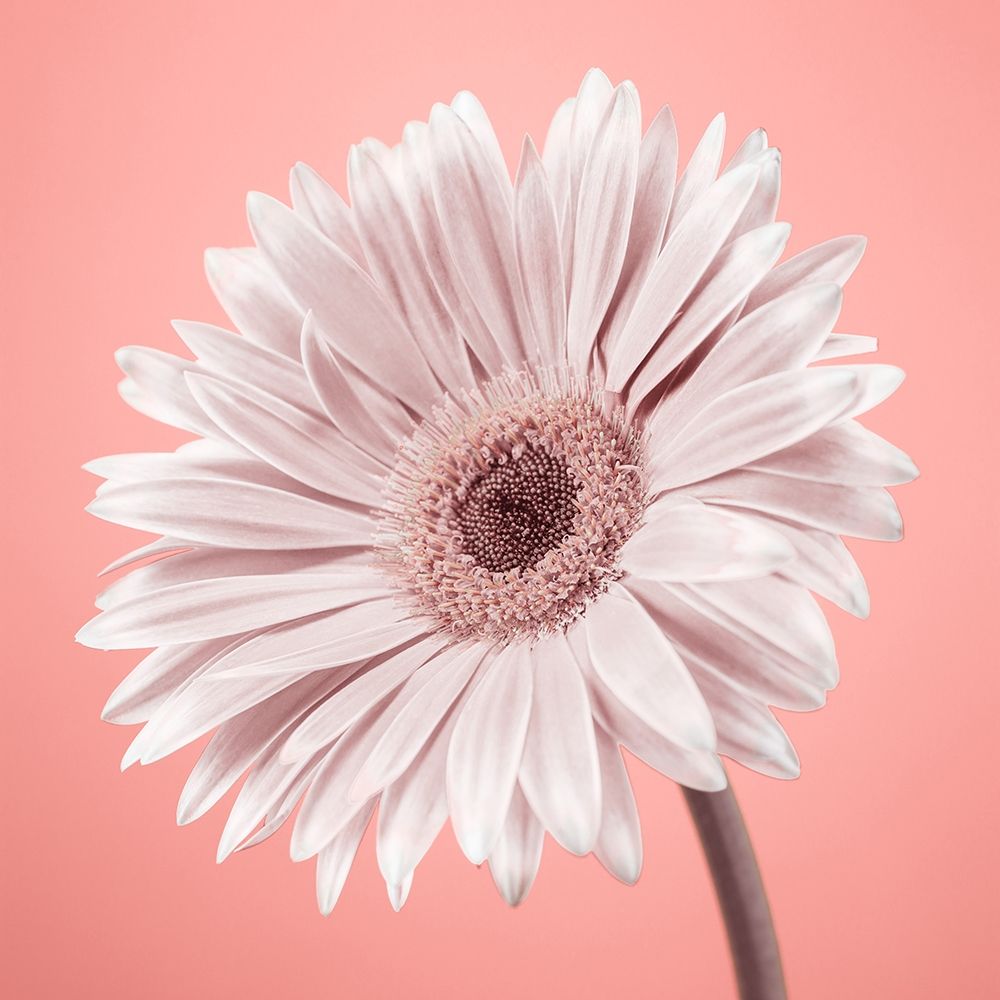 Gerbera Flower - FTBR-1929 art print by Assaf Frank for $57.95 CAD
