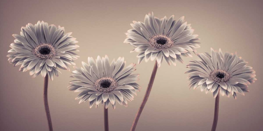 AF20120914 Gerberas 109C01 art print by Assaf Frank for $57.95 CAD