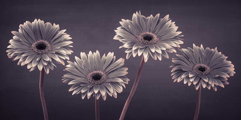 Four Gerberas, FTBR-1883 art print by Assaf Frank for $57.95 CAD