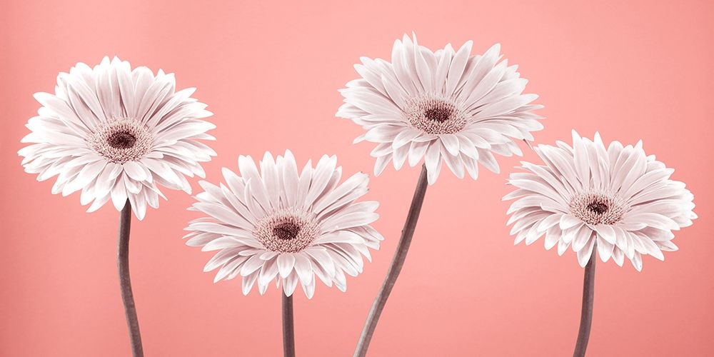 Four Gerberas, FTBR-1884 art print by Assaf Frank for $57.95 CAD