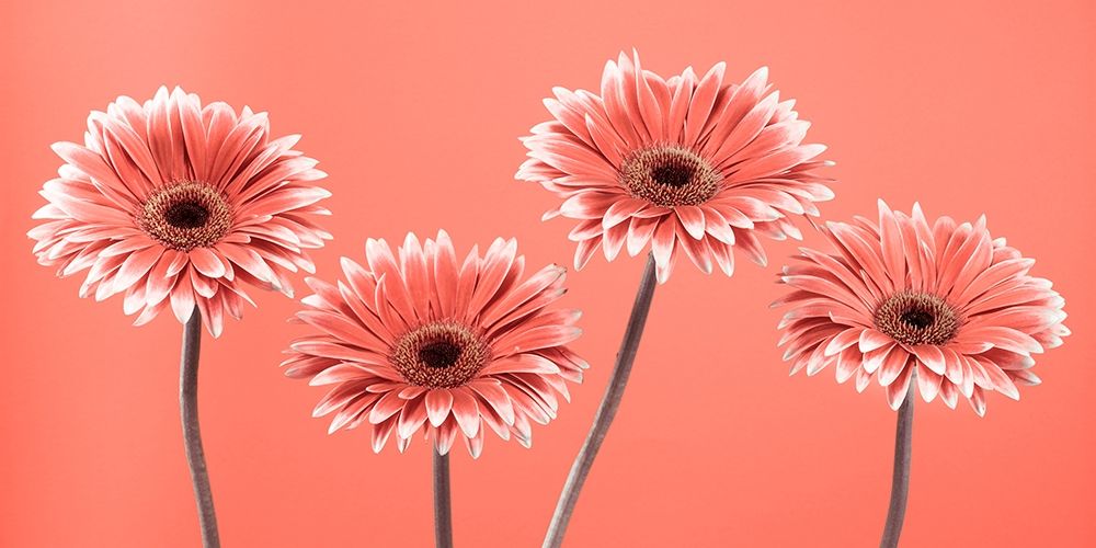 Four Gerberas - FTBR-1932 art print by Assaf Frank for $57.95 CAD