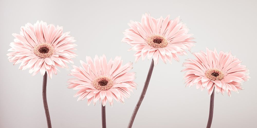 Four Gerberas, FTBR-1885 art print by Assaf Frank for $57.95 CAD